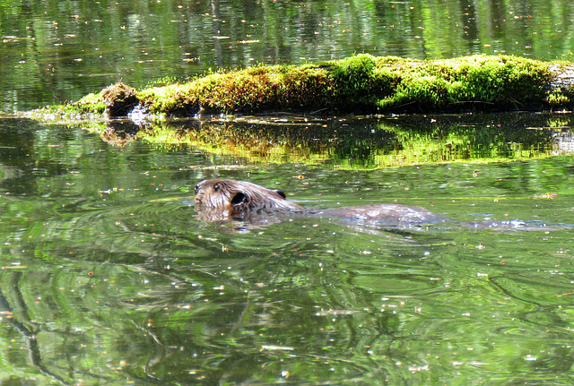 Beaver (Castor canadensis), lost in a small pond...