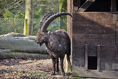 20160306 0277VRAw [D~BI] Steinbock (Capra ibex), Tierpark Olderdissen, Bielefeld