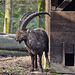 20160306 0277VRAw [D~BI] Steinbock (Capra ibex), Tierpark Olderdissen, Bielefeld