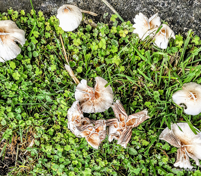Fungus In Our Lawn