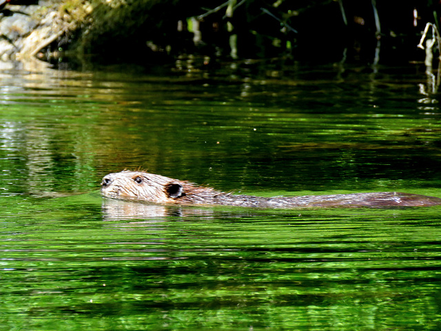 A beaver in unfamiliar water...