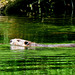 A beaver in unfamiliar water...