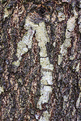 Silver birch bark 3