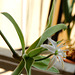 spider plant flower 526