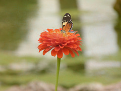 Schmetterling auf Zinie