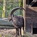 20160306 0278VRAw [D~BI] Steinbock (Capra ibex), Tierpark Olderdissen, Bielefeld