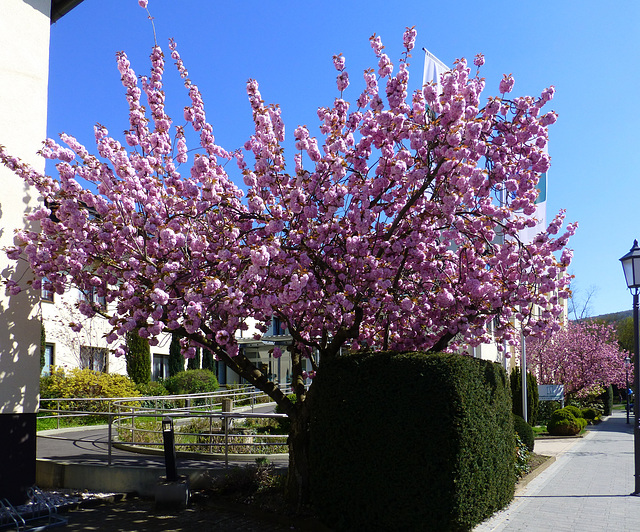 Frühling in Bad Neuenahr