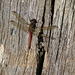 Late dragonfly