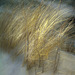 seagrass-abstract-etsy