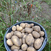 Kartoffelernte (PiP)