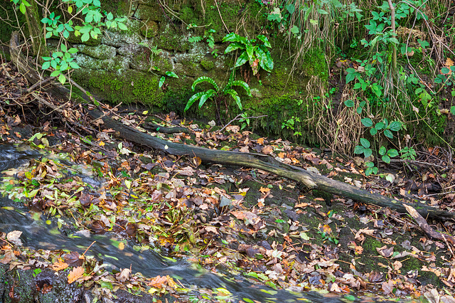 River Sett full of leaves #2
