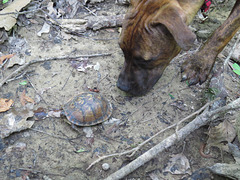 Rosie and a little box turtle