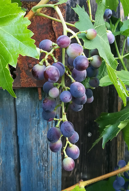 Traube - Grape 6