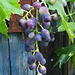 Traube - Grape 6