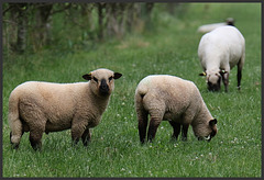 moutons à longue queue ......