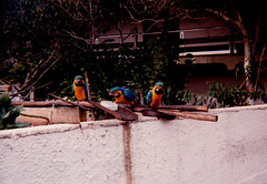 Trois perroquets photogéniques