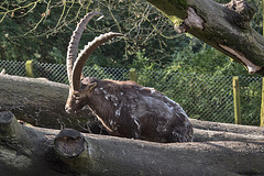 20160306 0279VRAw [D~BI] Steinbock (Capra ibex), Tierpark Olderdissen, Bielefeld