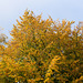 Beech Tree Autumn colours