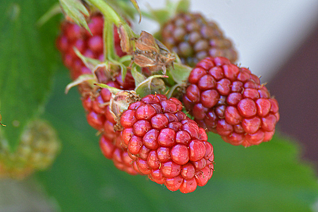 Ipernity Brombeeren By Percy Schramm