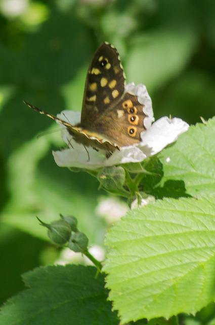 Specked Wood