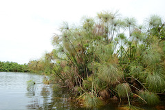 Uganda, Lush Vegetation on the Wetlands of Mabamba
