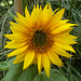 gdn - sunflower