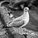 Gull in black and white