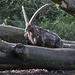 20160306 0280VRAw [D~BI] Steinbock (Capra ibex), Tierpark Olderdissen, Bielefeld
