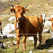 HFF from an electric fence and  Swiss  Mountain cows