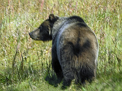 Terrible photos - but it was a GRIZZLY : )