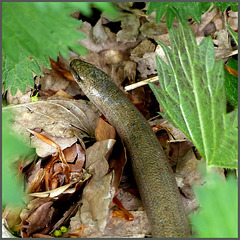 Anguis fragilis, or slow worm