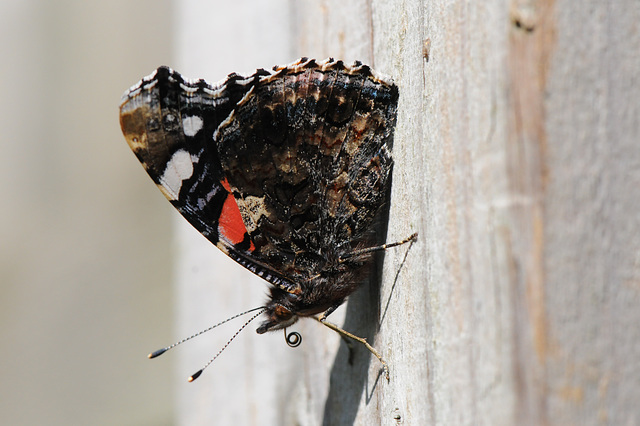 red admiral probosis