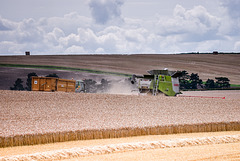 Avebury Harvest