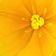 A look inside a Yellow Tulip