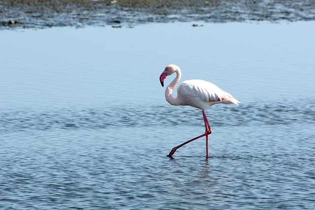 Namibia, Flamingo in the Shallow Waters of Walvis Bay