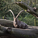 20160306 0281VRAw [D~BI] Steinbock (Capra ibex), Tierpark Olderdissen, Bielefeld
