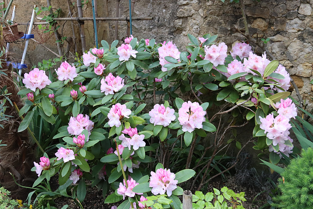 Rhododendron,il est magnifiquement fleuri