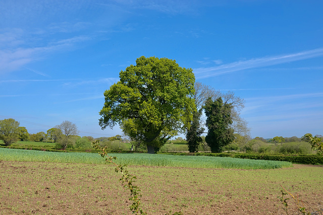 Norbury fields