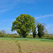 Norbury fields