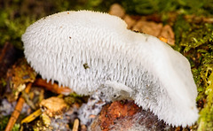 Ein Gallertiger Zitterzahn (Pilz) im Wald entdeckt :))  A Gallertiger trembling tooth (mushroom) discovered in the forest :)) A Gallertiger trembling tooth (mushroom) discovered in the forest :))