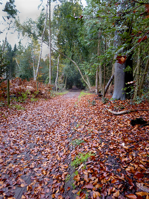 A bridle path off Sheephatch Lane Tilford