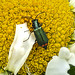 20210609 0793CPw [D~LIP] Spanische Fliege (Lytta vesicatoria), Wiesen-Margerite (Leucanthemum vulgare agg), Bad Salzuflen