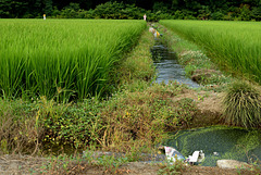 Paddy fields at the end of July
