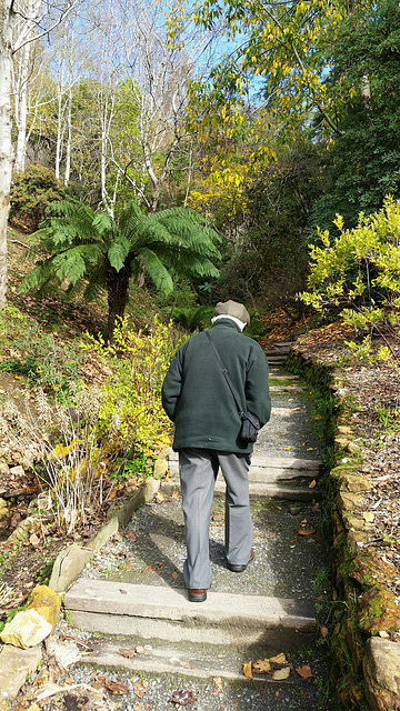 Walking up rhododendron gully