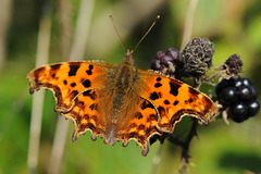 3 stages of decay & a comma