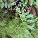 moss and fern