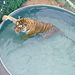 Tiger at the Wild Animal Sanctuary