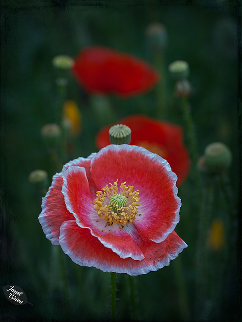 Pictures for Pam, Day 121: Lovely Poppies