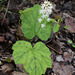 tiarelle/coolwort/tiarella cordifolia