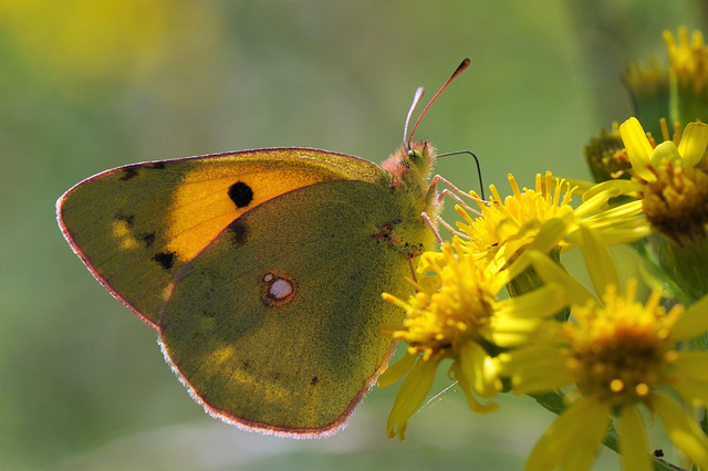 Clouded yellow...